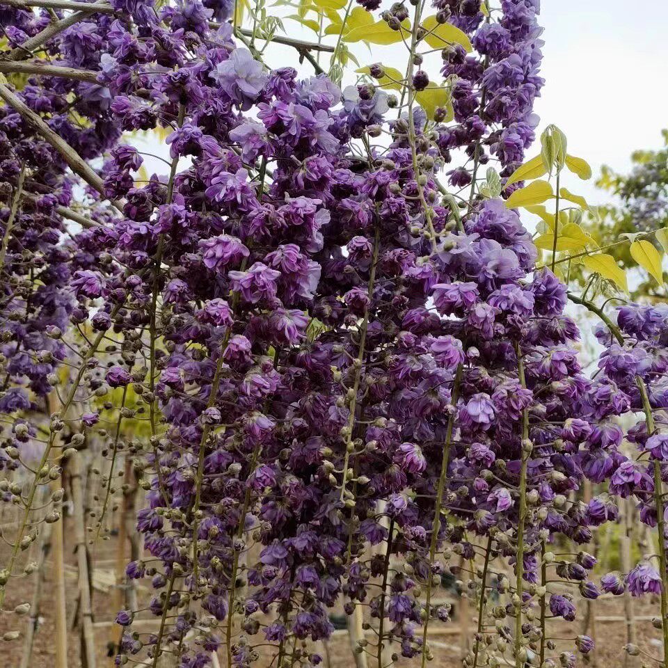 日系紫藤爬藤花卉长穗紫藤花耐寒别墅庭院家居绿化苗木鲜花