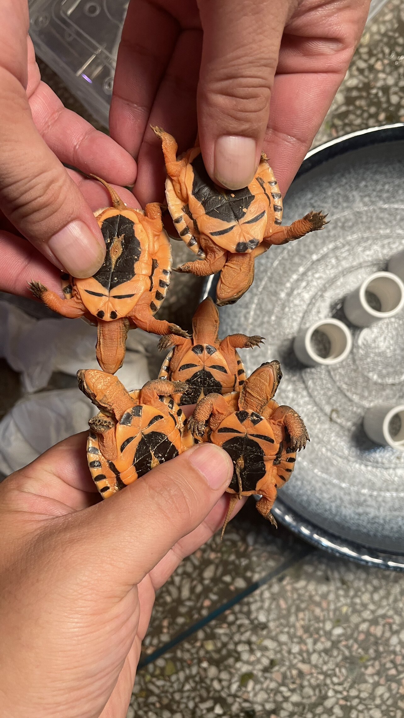 纯种金钱龟苗越南大米底海南金钱龟越南黑底金钱龟金头龟西线大黄