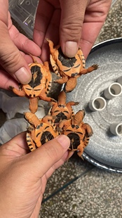 纯种金钱龟苗越南大米底海南金钱龟越南黑底金钱龟金头龟西线大黄