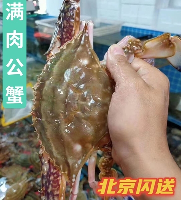 梭子蟹海蟹海鲜青蟹肉蟹