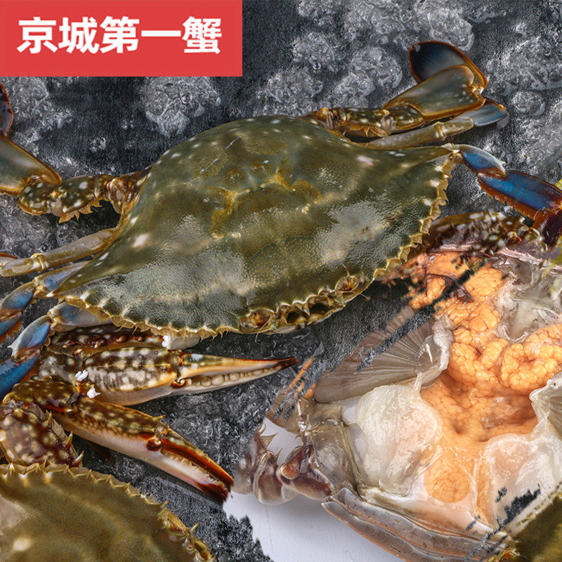 98一只 北京闪送 鲜活满黄母梭子蟹 膏蟹满肉螃蟹 海鲜海蟹飞蟹