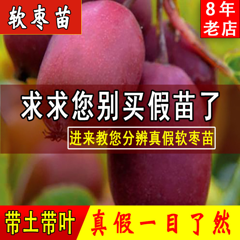 软枣猕猴桃苗树自花授粉耐寒东北种植当年结果带土嫁接树苗果树苗在类目 鲜花速递/花卉仿真/绿植园艺, 花园植物/行道树/果树, 果树中 - 来自Buy2taobao.com提供专业的淘宝代购服务
