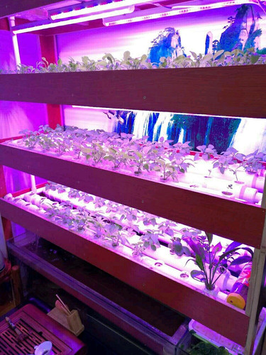 LED配方叶菜多肉补光植物生长灯