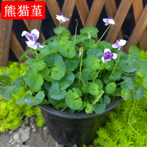 熊猫堇耐寒耐热春霞秋冬皮实好养