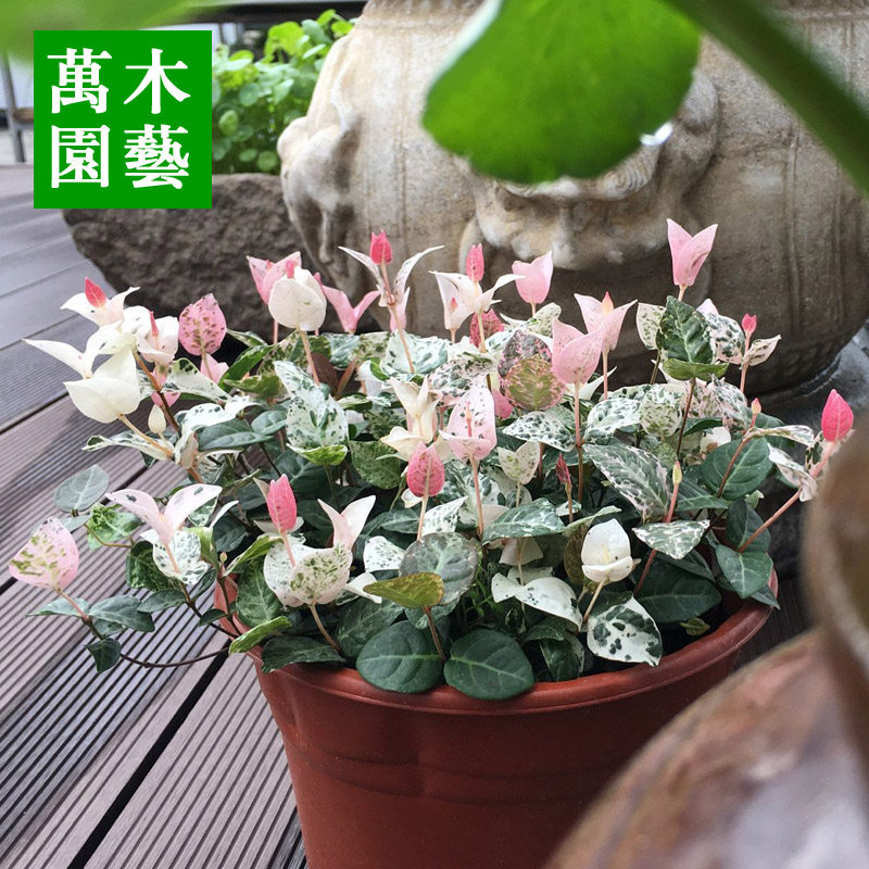 花叶络石吊兰庭院四季爬藤植物