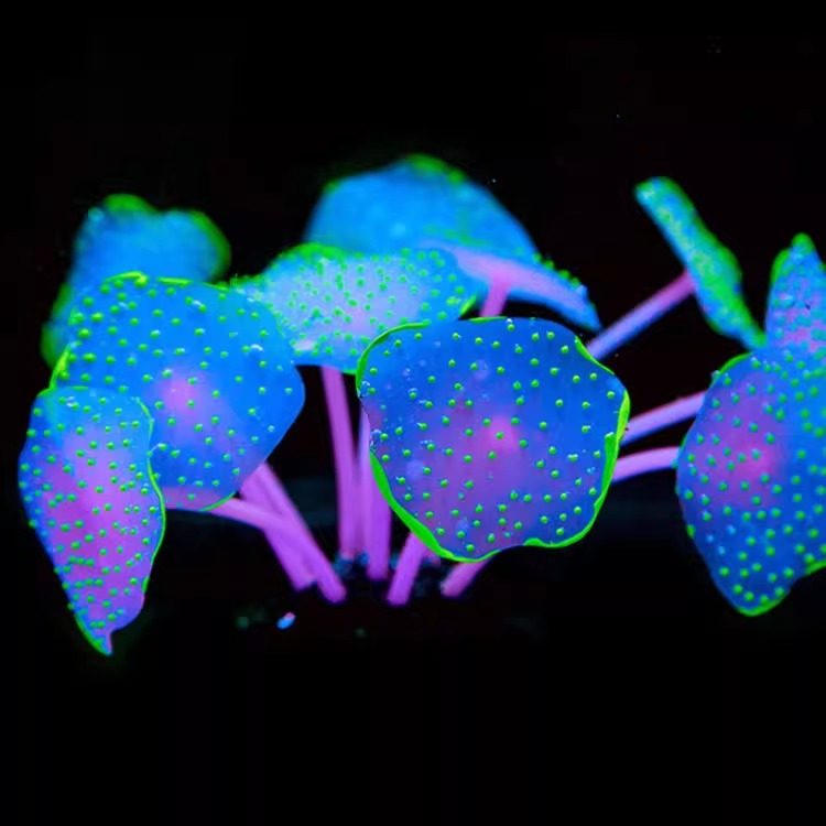 水族鱼缸造景荧光仿真蘑菇珊瑚海缸布景装饰软体硅胶假珊瑚植物,宠物/宠物食品及用品,造景/装饰,淘宝优惠券,粉丝福利购,淘宝优惠卷