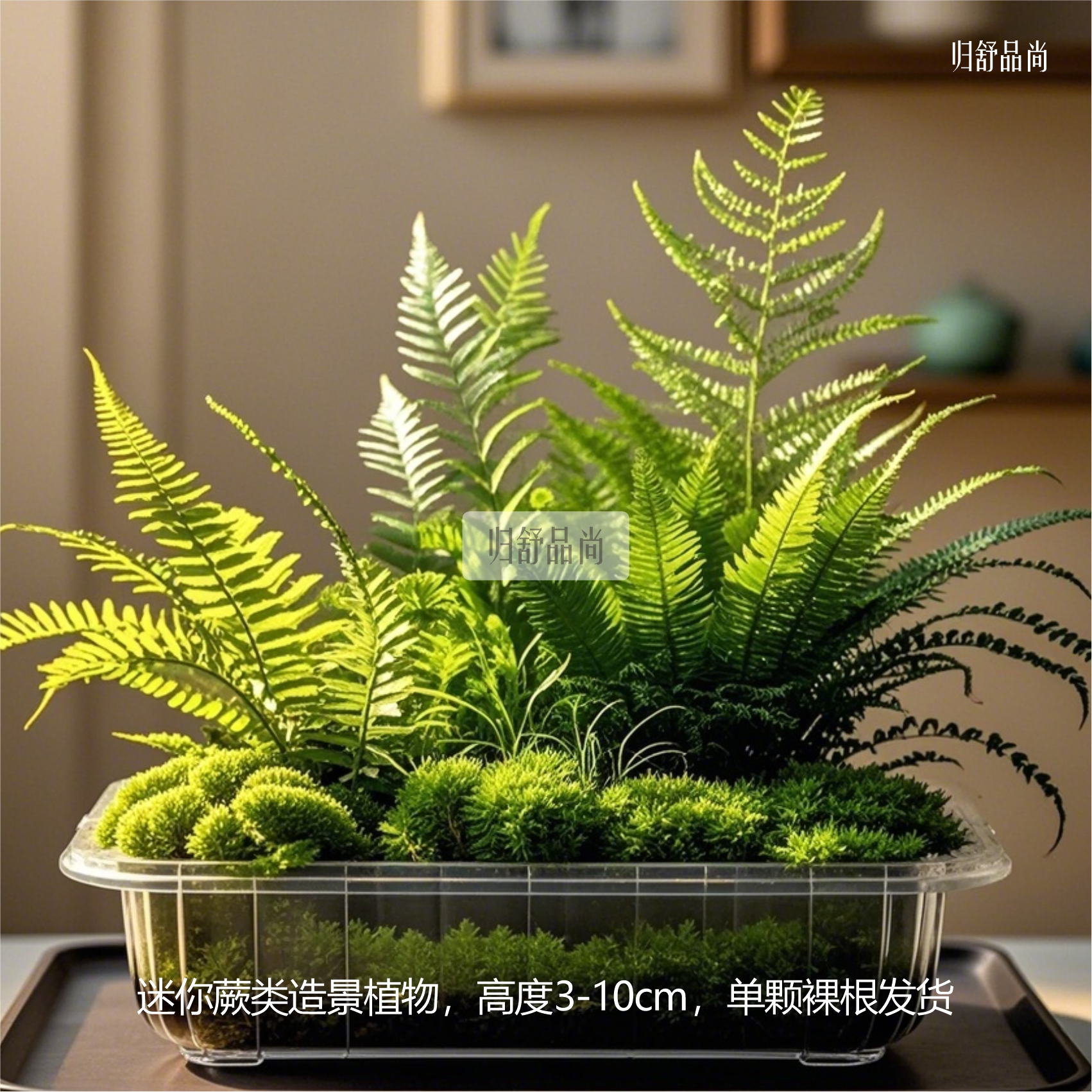 微景观植物盆栽室内盆景绿植造景桌面绿植