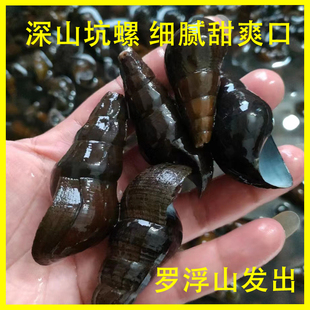 深山鲜活食用野生坑螺500± 溪螺山坑螺鲜活水产食品新鲜包活