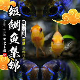 热带观赏金波蓝波子短鲷活体鱼玻利维亚德系荷兰凤凰阿凡达包活