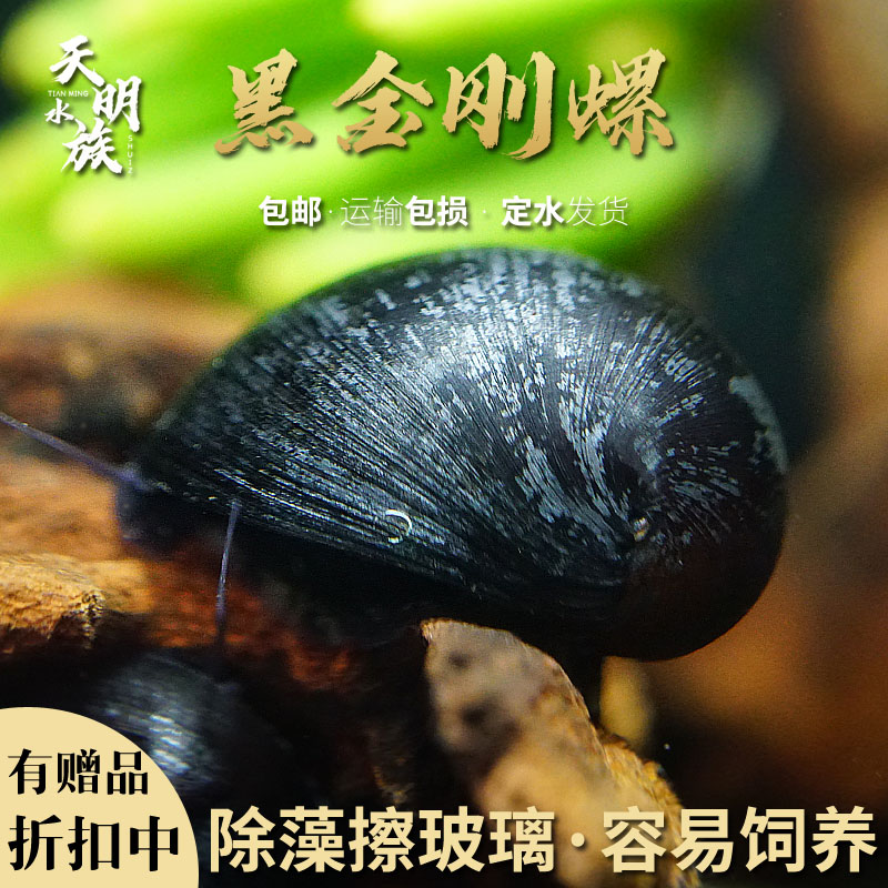 天明水族除藻黑金刚螺大河藻虾