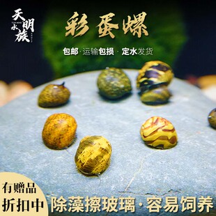 彩蛋螺彩蛋角螺活体斑马螺黑金刚螺观赏螺淡水去除绿藻蜗牛蜜蜂螺