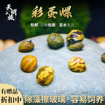 彩蛋螺彩蛋角螺天明渔族除绿藻