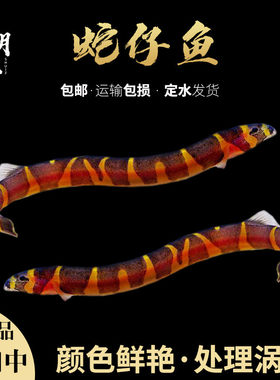 苦力除蛋白涡虫杀手工具鱼泥鳅