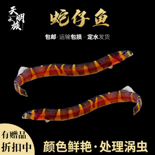 包邮活体 苦力泥鳅仔 除蛋白虫 涡虫杀手 观赏鱼 活体工具