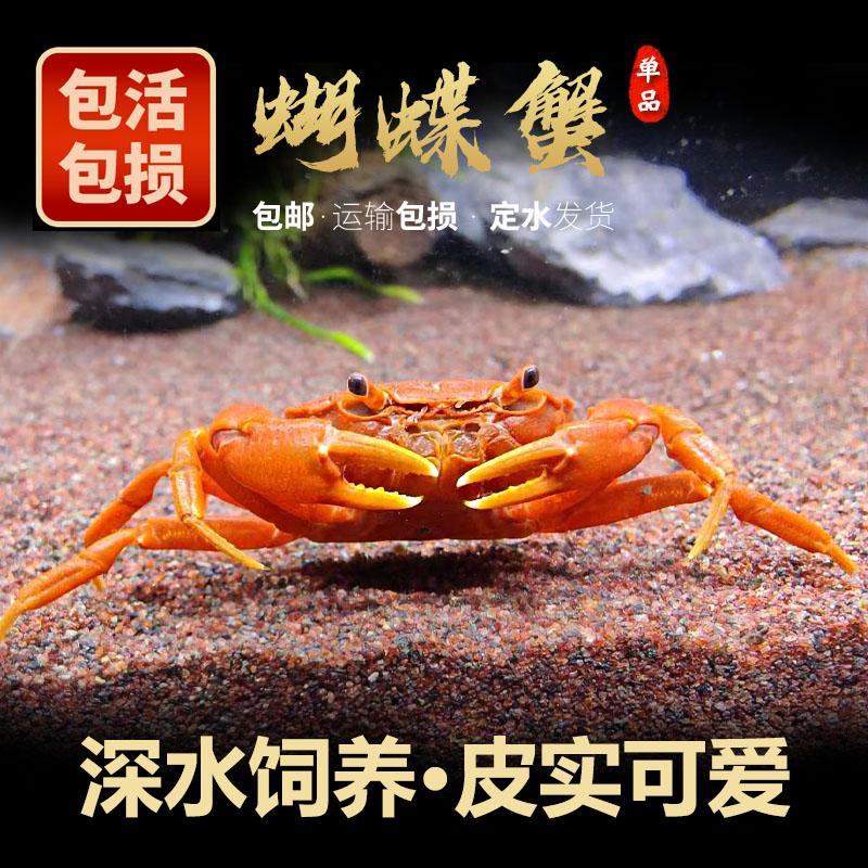 深水蟹蝴蝶蟹天明水族宠物蟹
