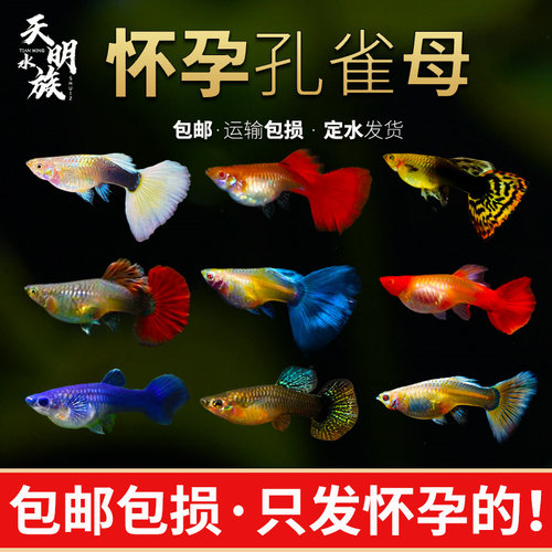 母鱼孔雀鱼淡水热带鱼孕母