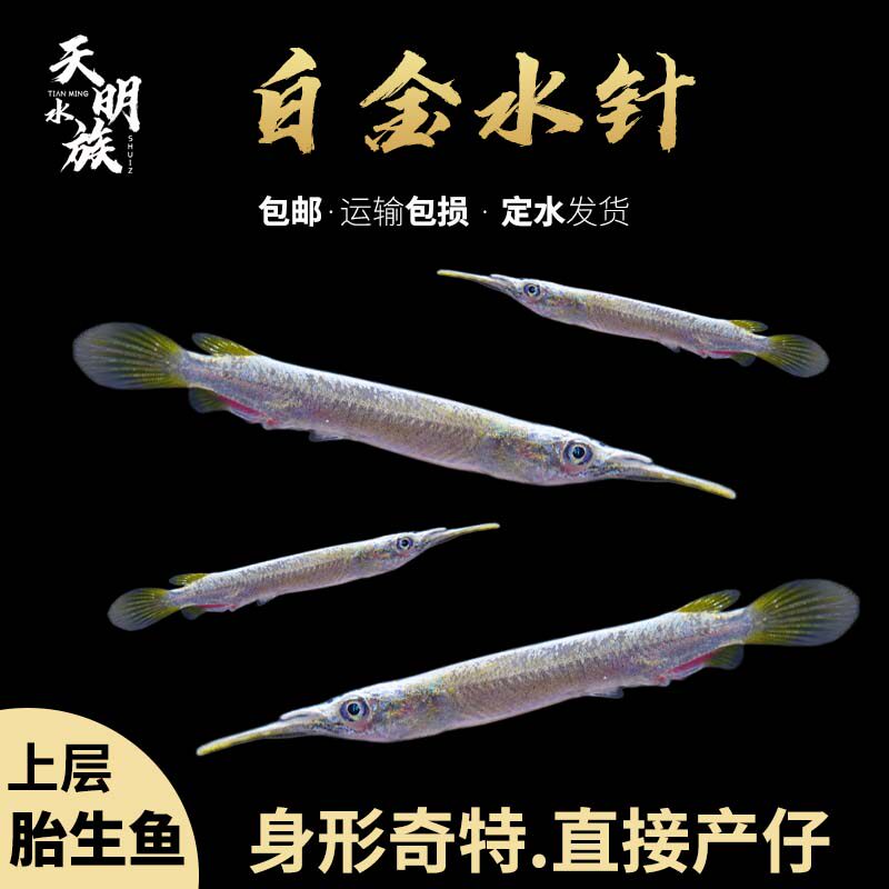上层漂浮白金水针鱼活体 宠物鱼热带淡水观赏鱼 银针鱼活