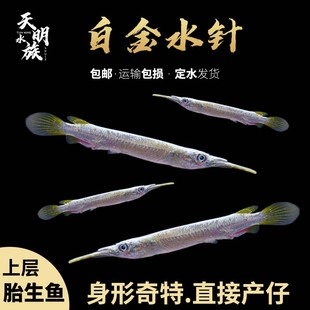 上层漂浮白金水针鱼活体 银针鱼活 宠物鱼热带淡水观赏鱼