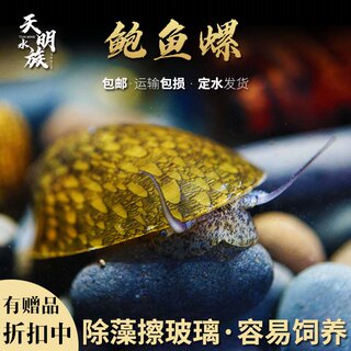 进口鲍鱼螺蜜蜂角斑马洋葱橙兔螺淡水水草鱼缸除藻观赏活体工具螺