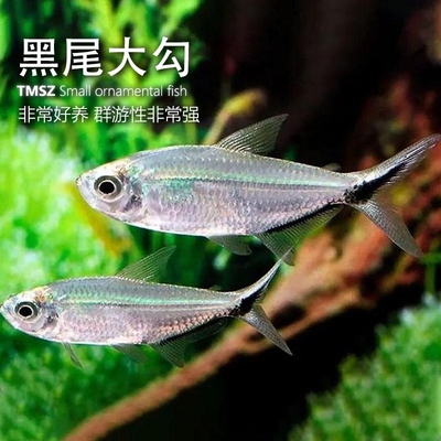 特价促销群游黑尾大勾灯鱼！