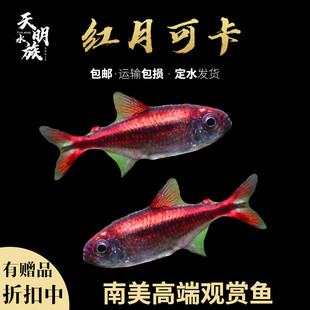 红月可卡 南美高端灯鱼活体红唇可卡灯鱼红月可卡甜心柠檬黄金可