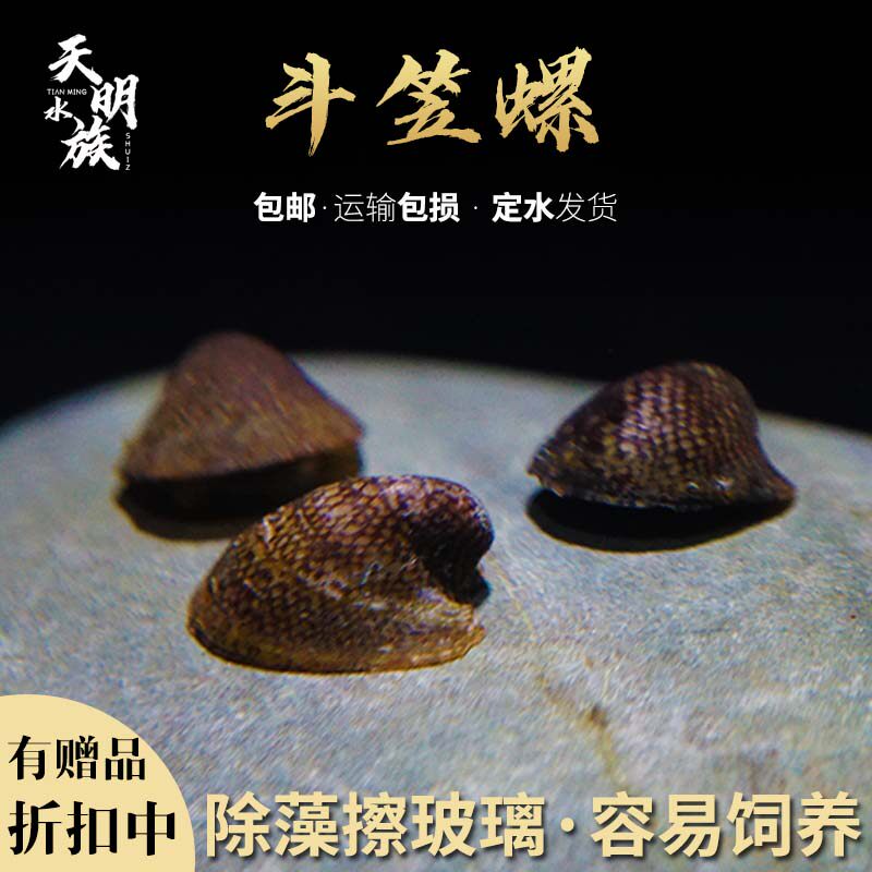 天明水族斗笠螺除绿藻图片