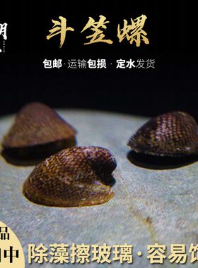 天明水族斗笠螺除绿藻