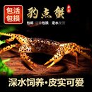 深水豹点蟹观赏蟹樱桃蟹束腰蟹蝴蝶蟹蓝蟹越南红勾手蟹宠物溪蟹