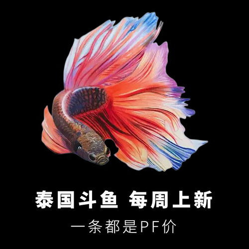 泰国斗鱼天明渔族公母kio半月