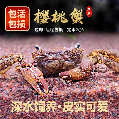 深水蟹樱桃蟹天明水族宠物蟹