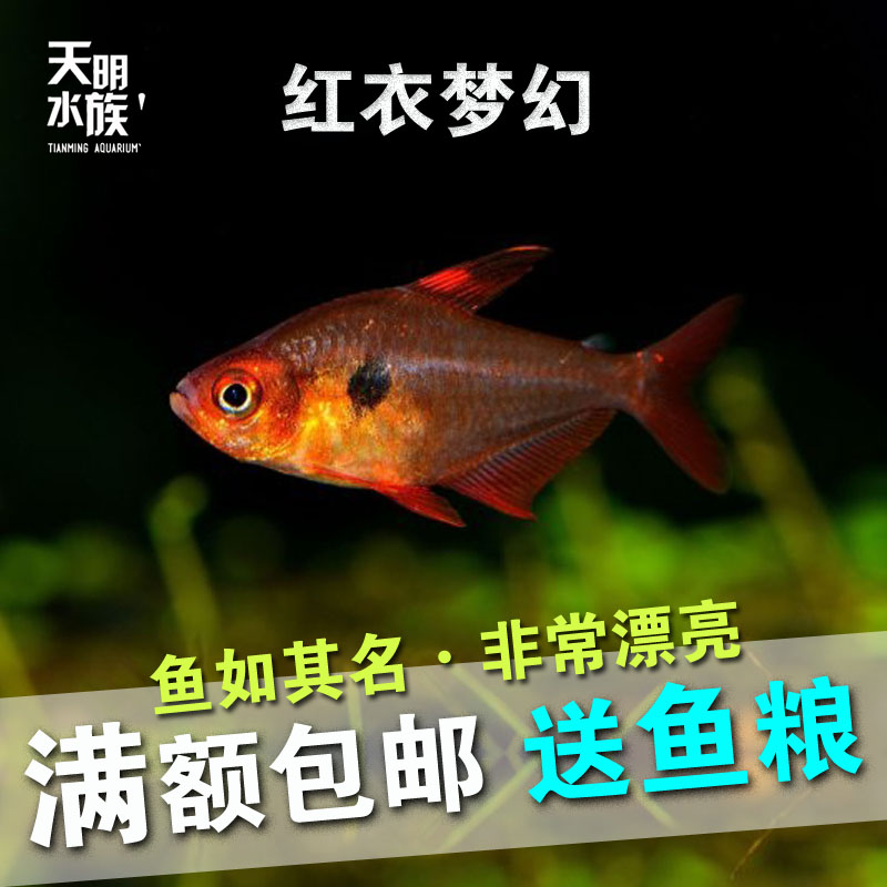精品灯鱼活体红衣梦幻鱼活体 红色扯旗鱼灯鱼红绿灯草缸群游灯鱼