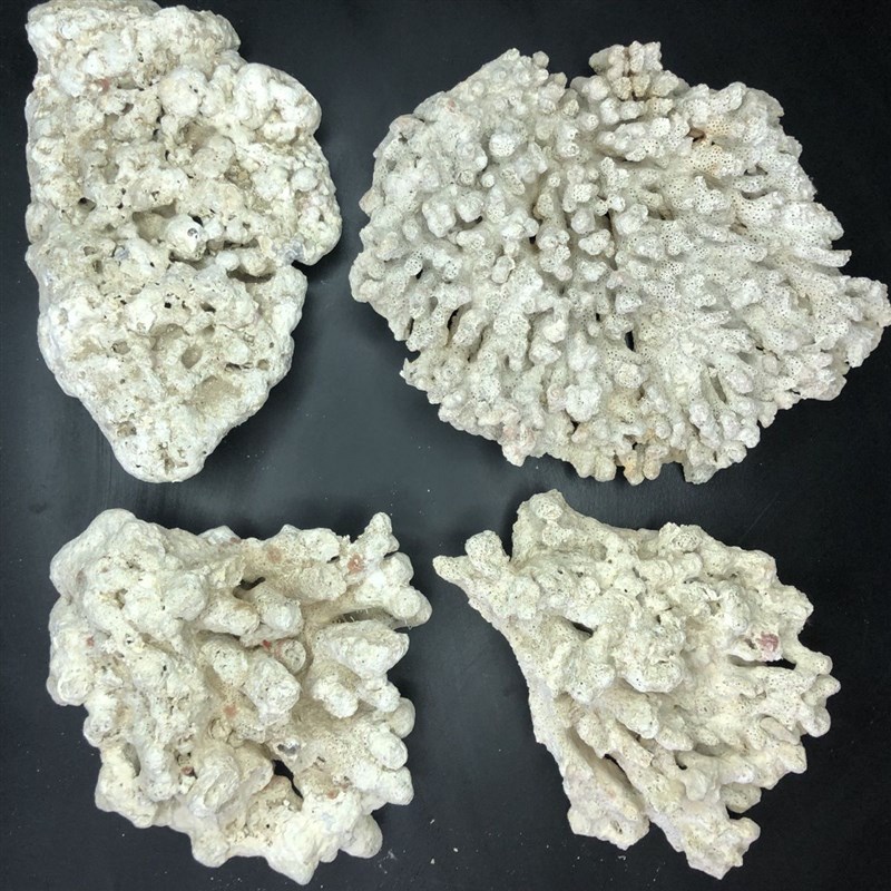 海缸活石海缸造景石天然死石培菌珊瑚石免爆M藻爪哇石活石海水珊