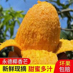 云南特产永德椰香芒果当季孕妇水果正宗热带青皮甜心鸡蛋芒整箱