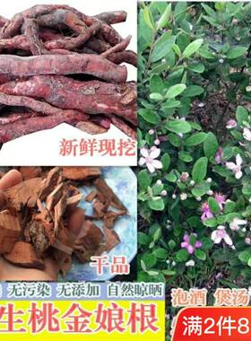 广东农村野生新鲜桃金娘根岗稔根当尼根山菍根乌当尼树根泡酒煲汤