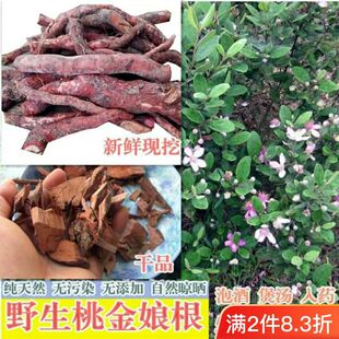 广东农村野生新鲜桃金娘根岗稔根当尼根山菍根乌当尼树根泡酒煲汤