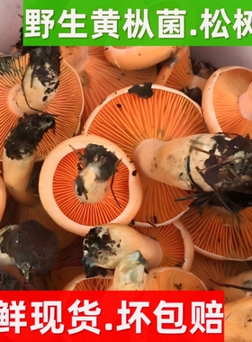 野生新鲜枞树菌乌枞菇寒菌谷熟菌湘西野生三九菇雁鹅菌雁来蕈