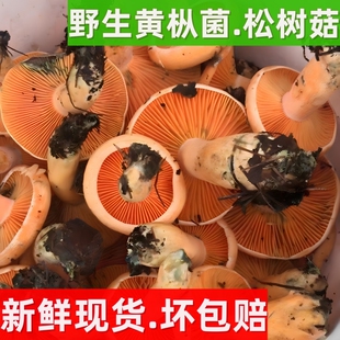 野生新鲜枞树菌乌枞菇寒菌谷熟菌湘西野生三九菇雁鹅菌雁来蕈