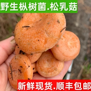 野生新鲜枞树菌湘西乌枞松树菇寒菌野生三九菇谷熟雁鹅菌