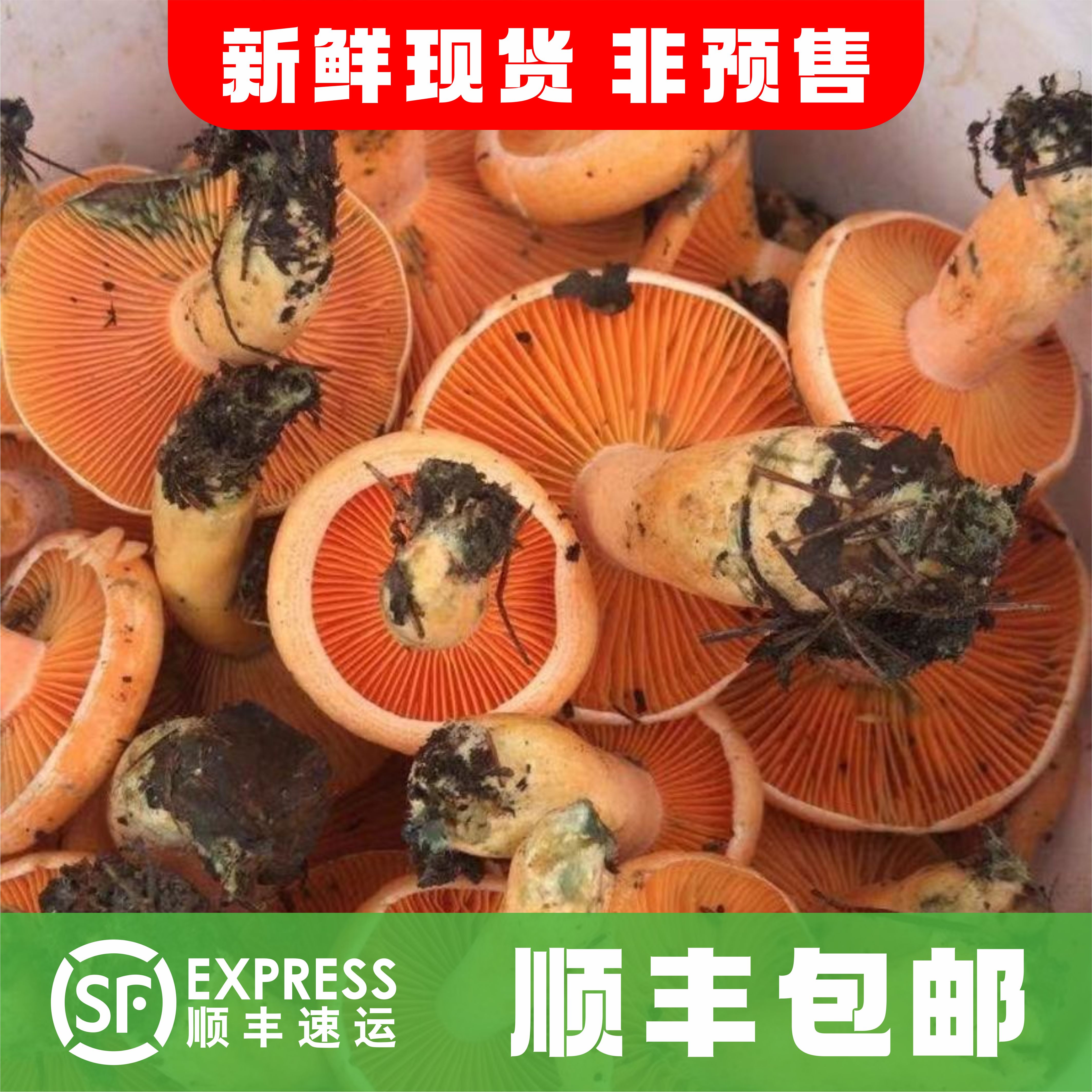 新鲜松树菇枞树菌三九菇谷熟菌