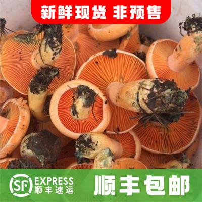 现货新鲜黄枞树菌三九菇谷熟菌