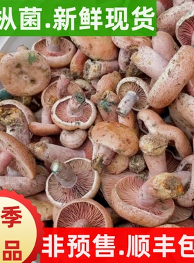 野生新鲜枞树菌湘西乌枞松树菇寒菌野生三九菇谷熟雁鹅菌