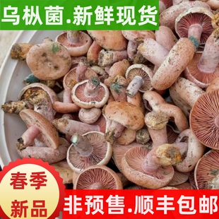 野生新鲜枞树菌湘西乌枞松树菇寒菌野生三九菇谷熟雁鹅菌