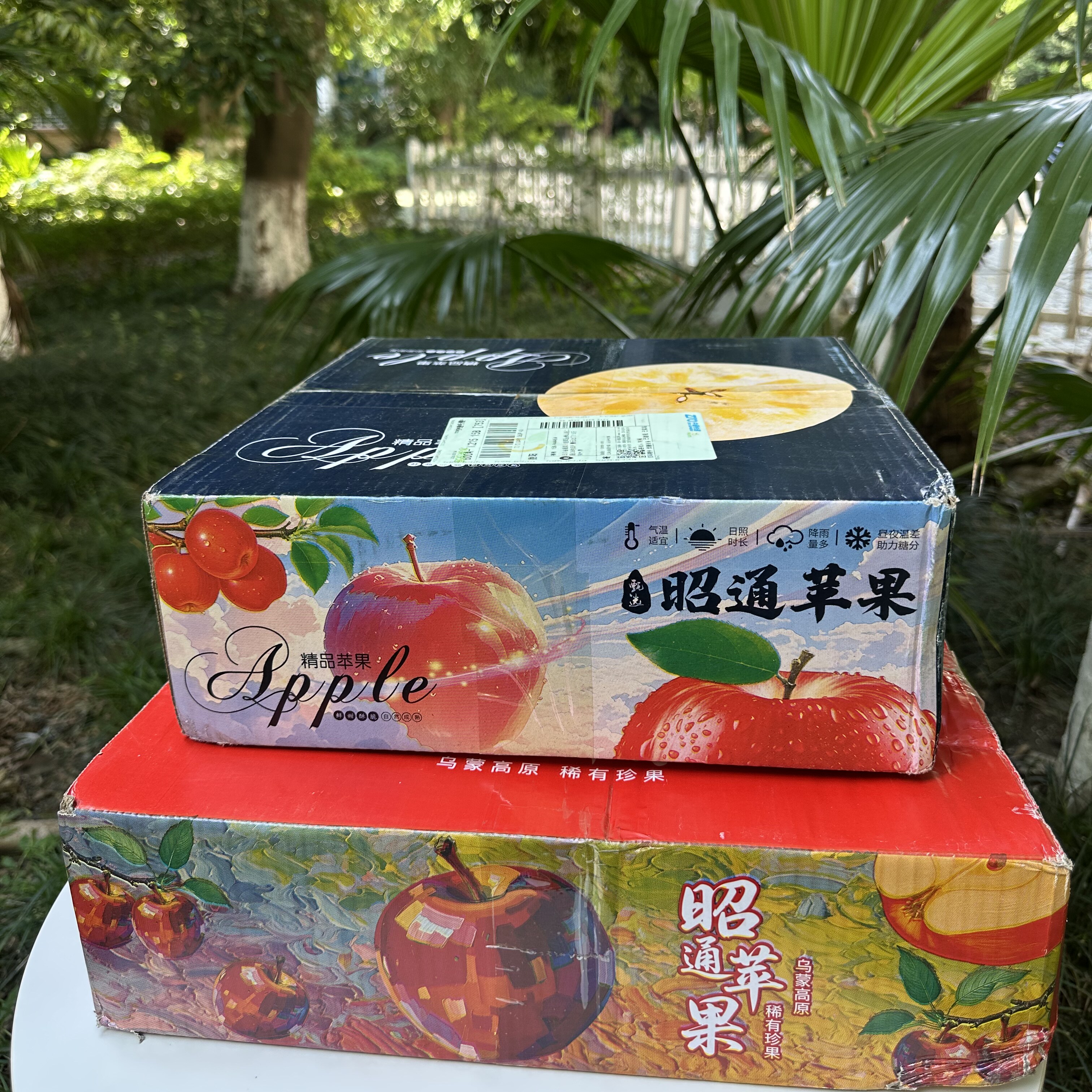 昭通高原苹果【口感喜好不售后】原生态不打蜡