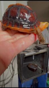 黄缘龟幼龟安缘龟苗观赏宠物乌龟活体球体水龟金钱龟苗安缘高圆圆