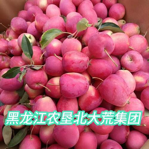 《鸡心果》黑龙江农垦北大荒集团五九七农场寒疆果都