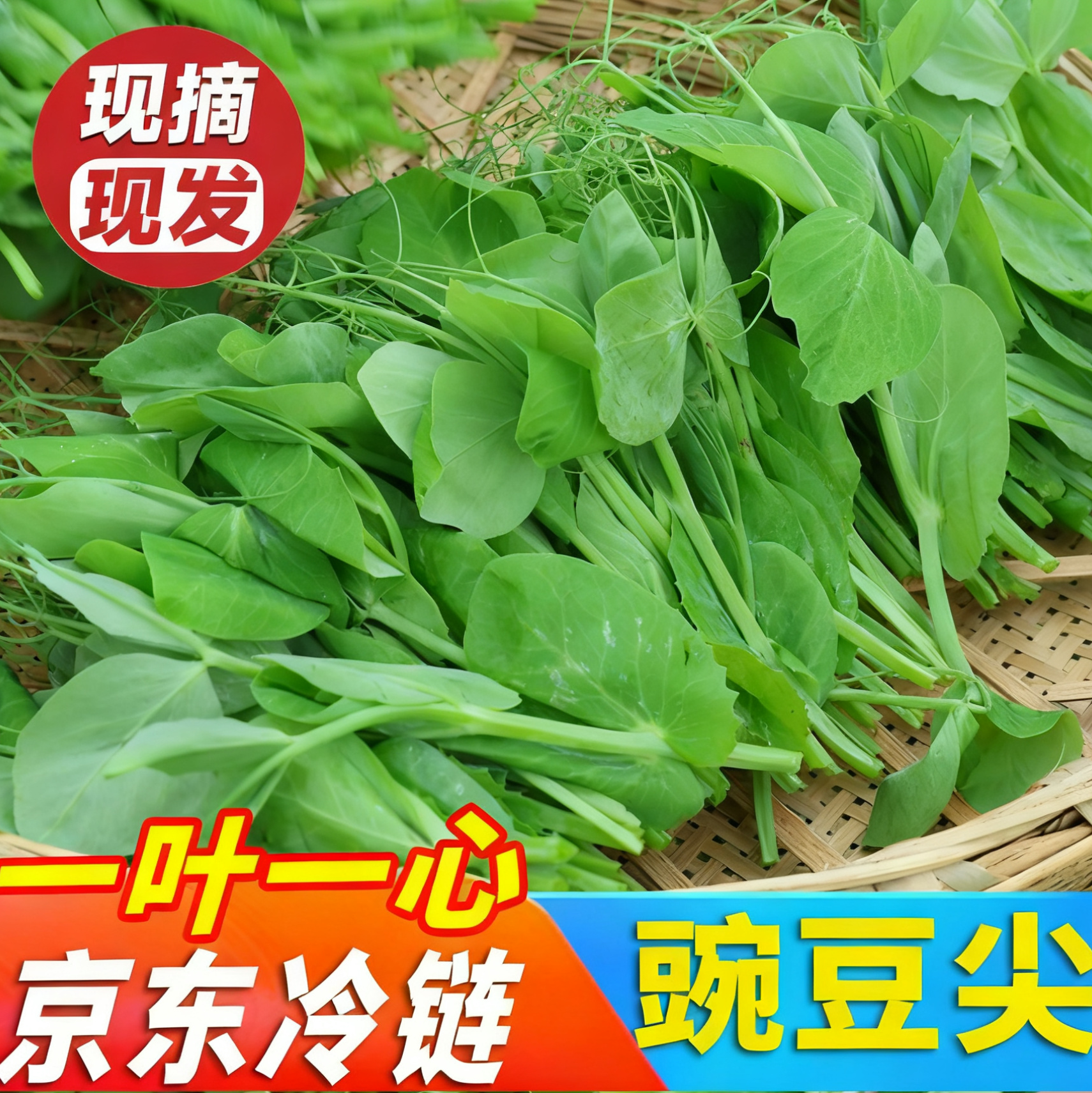 正宗四川特产农家嫩新鲜豌豆尖一叶一心当季现掐蔬菜自种龙须豆苗