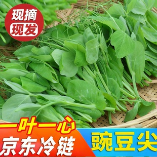 正宗四川特产农家嫩新鲜豌豆尖一叶一心当季现掐蔬菜自种龙须豆苗
