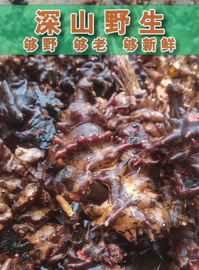 广西野生金刚藤刺新鲜现挖干货泡酒煲汤泡水菝葜根干铁菱角马甲头