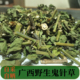 广西当季 新货野生鬼针草三叶自采自晒无硫干货归真草鬼针草中药材