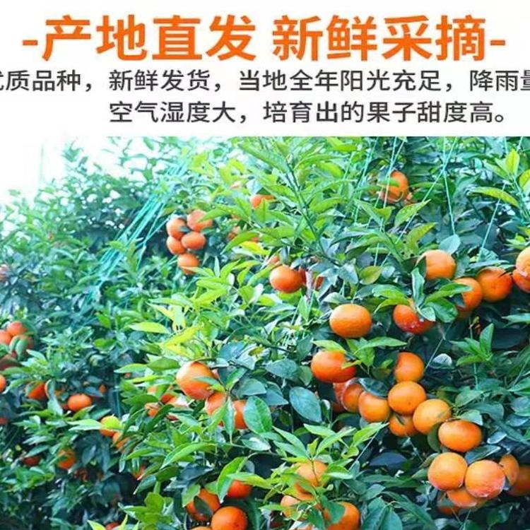广西南宁无核沃柑10新鲜现摘